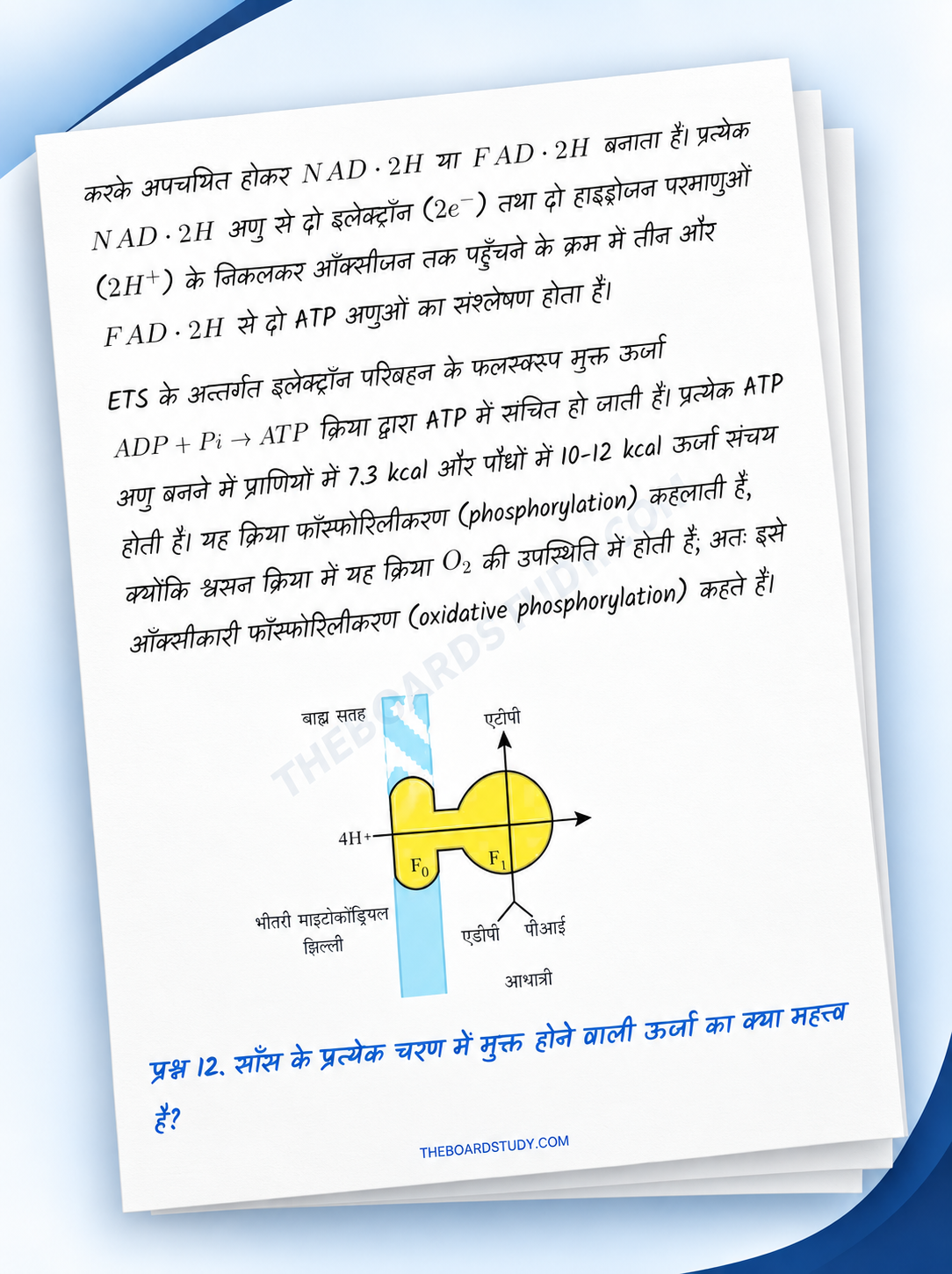 Biology Notes Preview 3